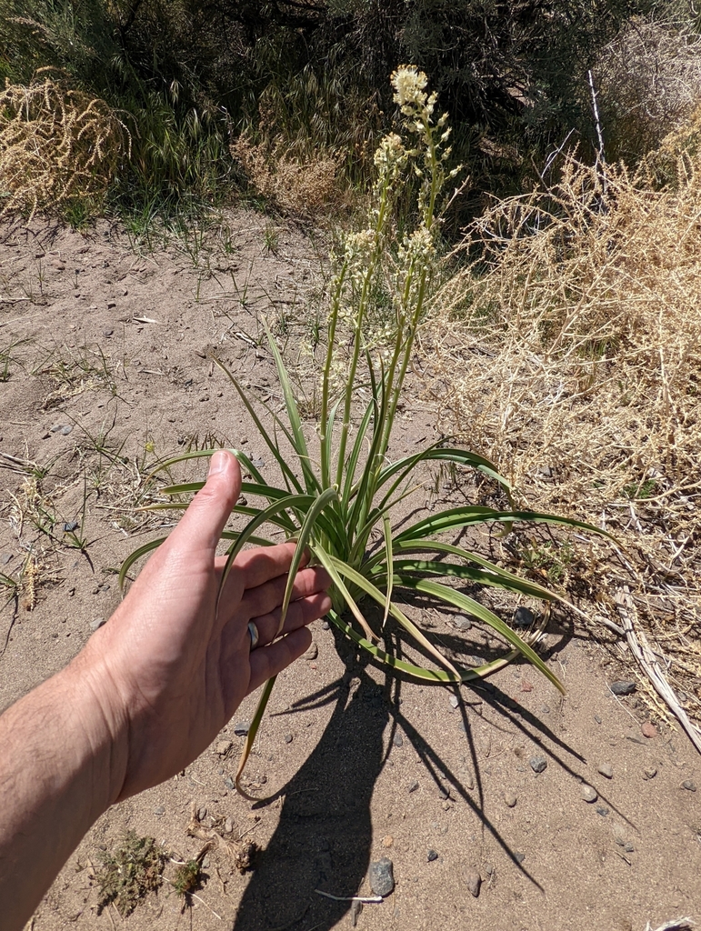 Toxicoscordion paniculatum (Foothill deathcamas), native California herb