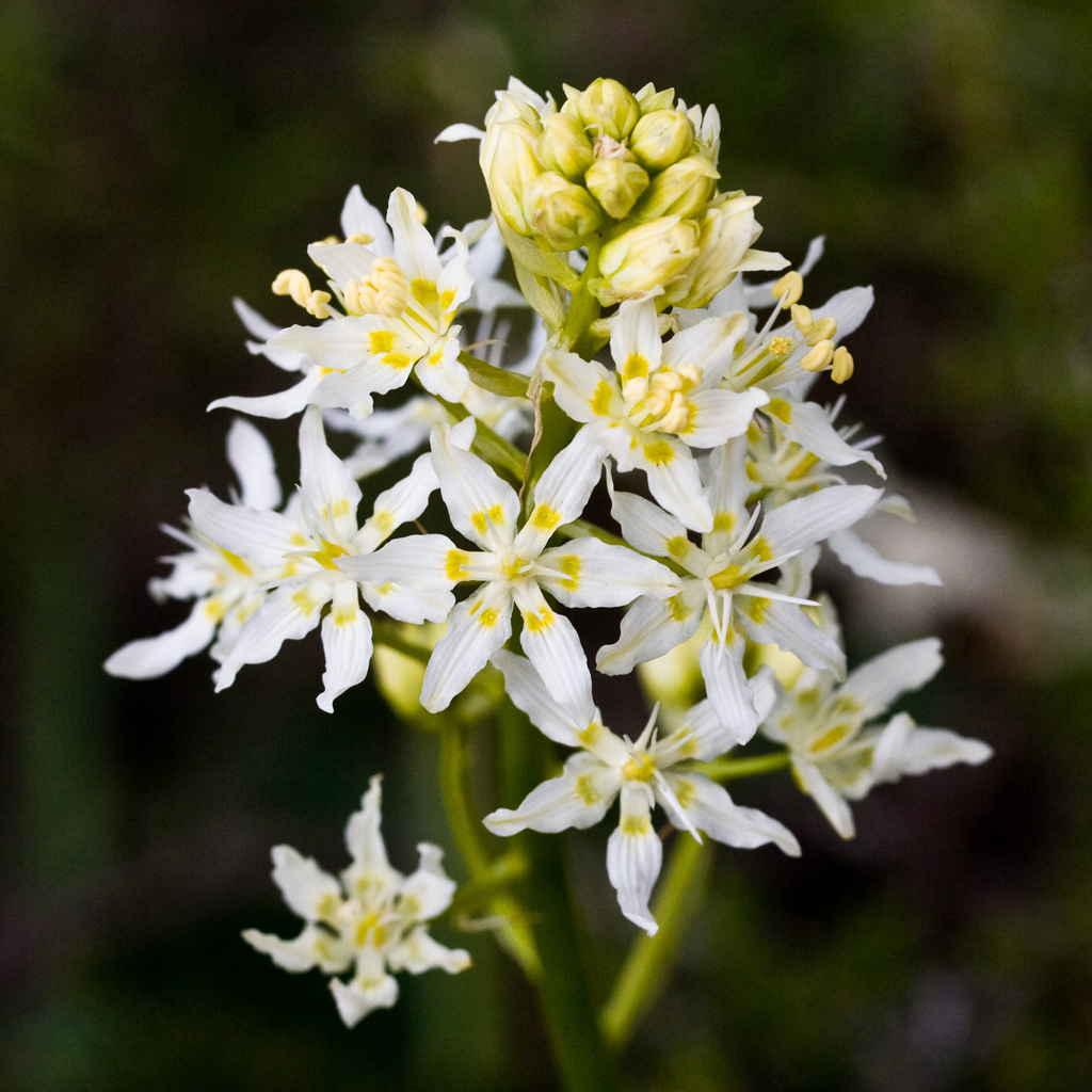 Toxicoscordion sp. (Death camas), native California perennial