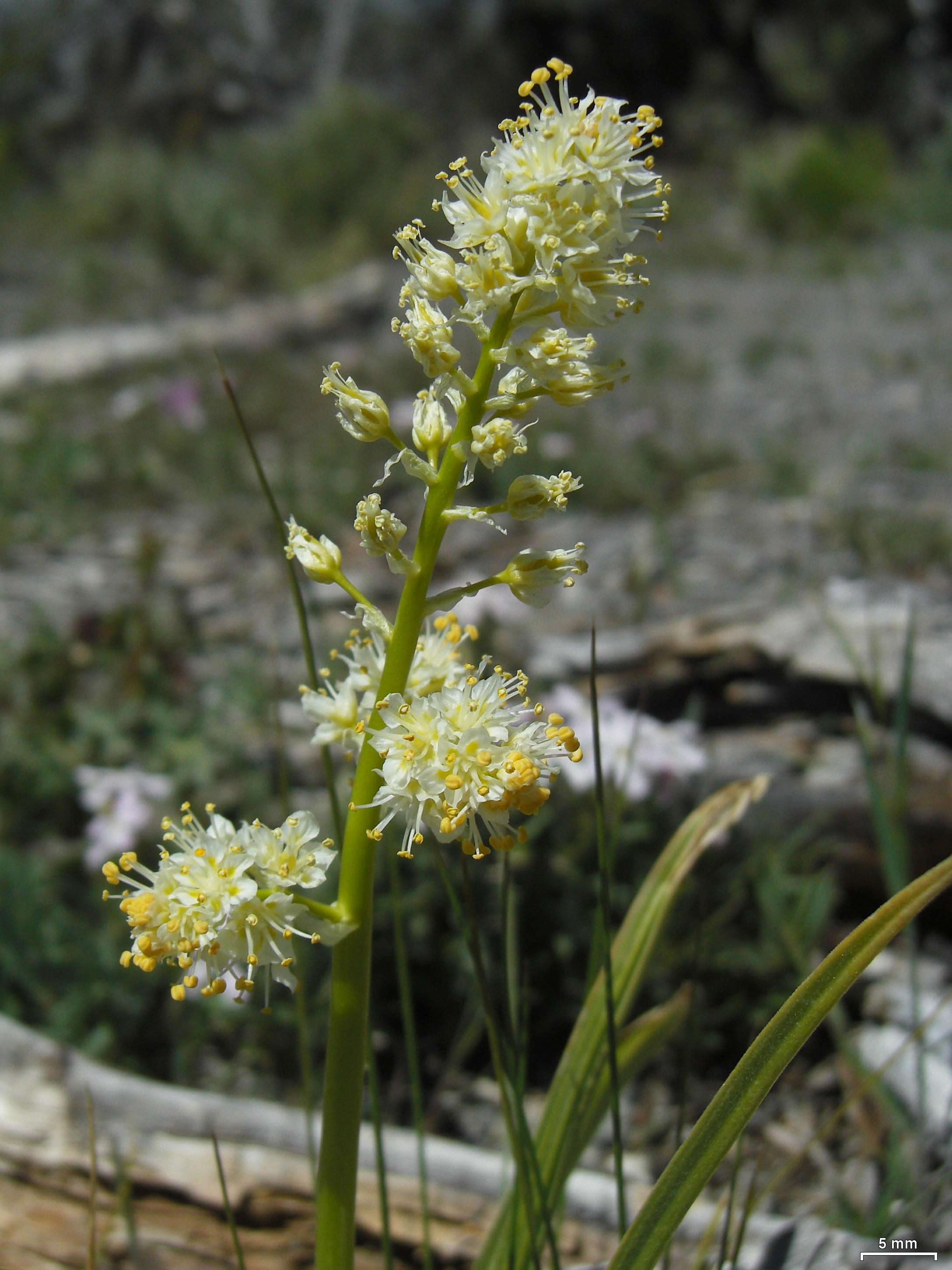 Toxicoscordion venenosum var. venenosum (Meadow deathcamas), native California herb
