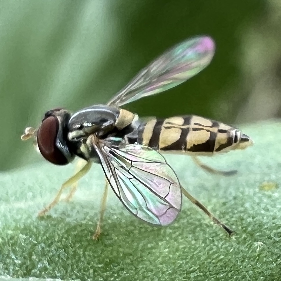 Toxomerus marginatus (Margined Calligrapher), California species