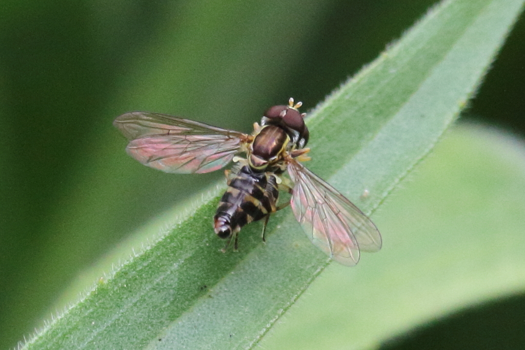 Toxomerus occidentalis (Western Calligrapher), California species