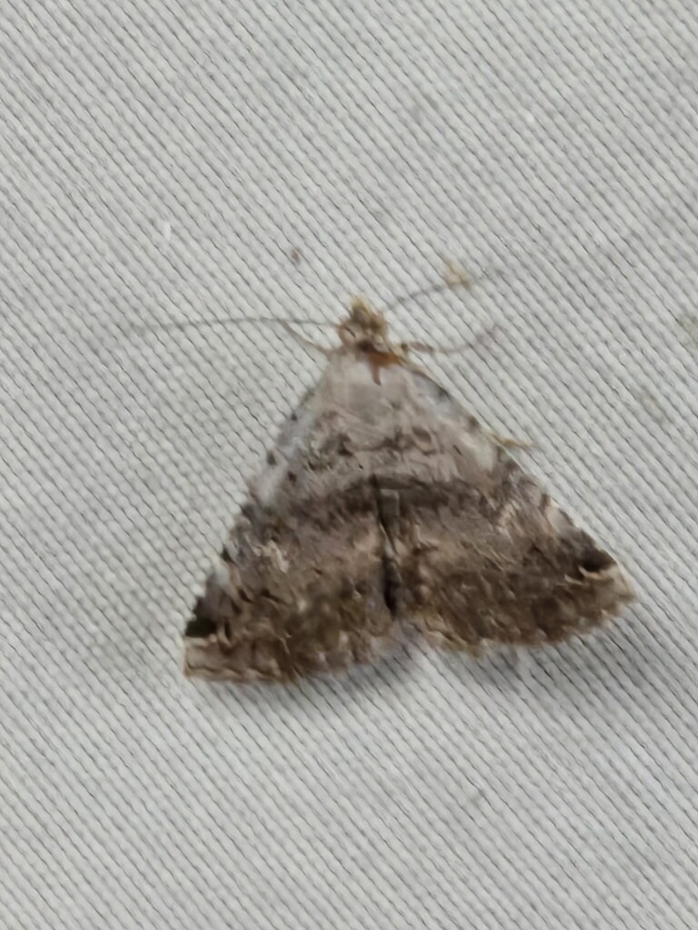 Toxonprucha crudelis, California species
