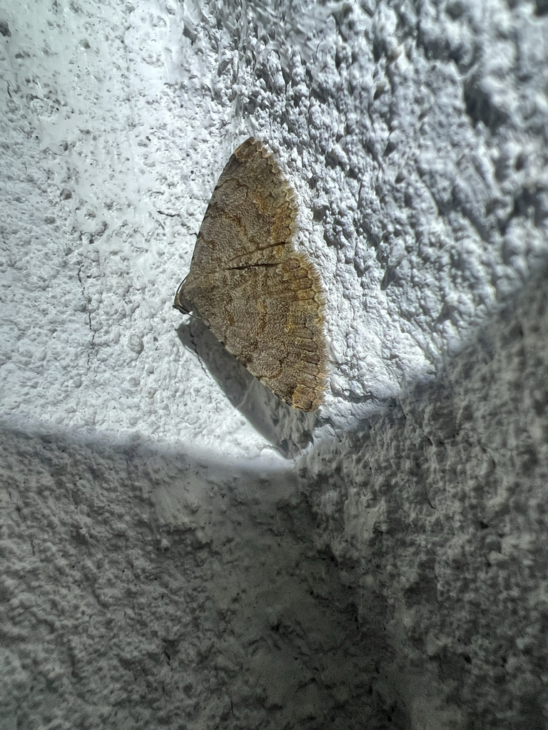 Toxonprucha volucris, California species