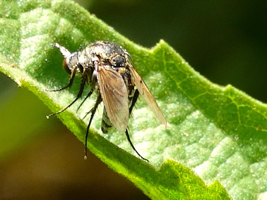 Toxophora virgata, California species