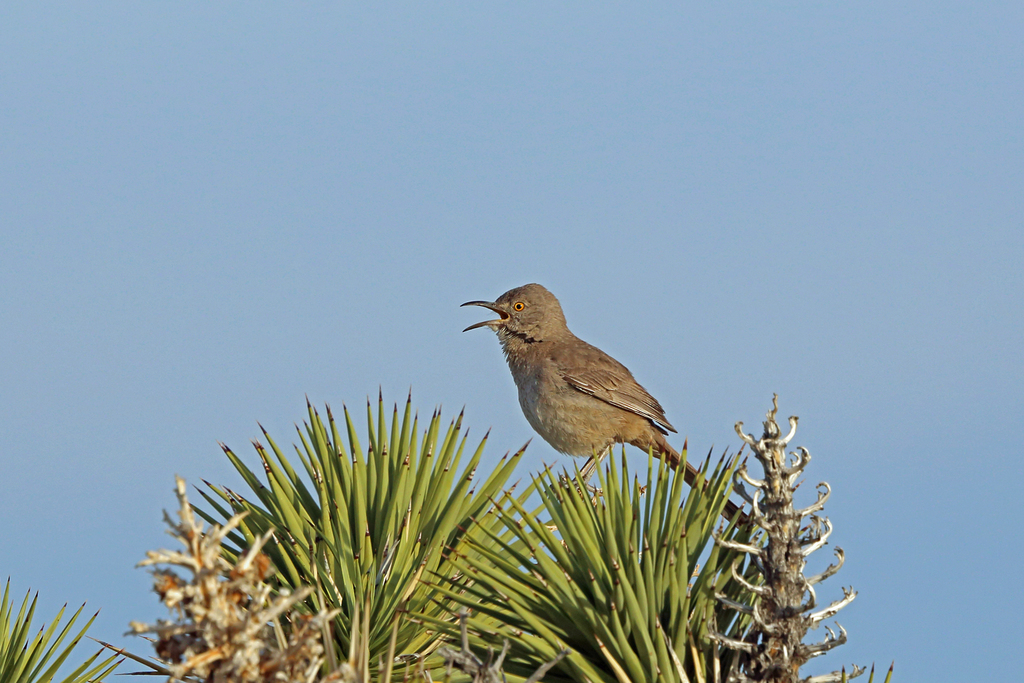 Toxostoma bendirei (Bendire's Thrasher), California species