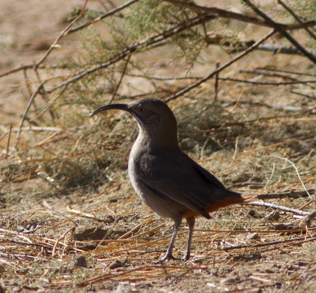 Toxostoma crissale (Crissal Thrasher), California species