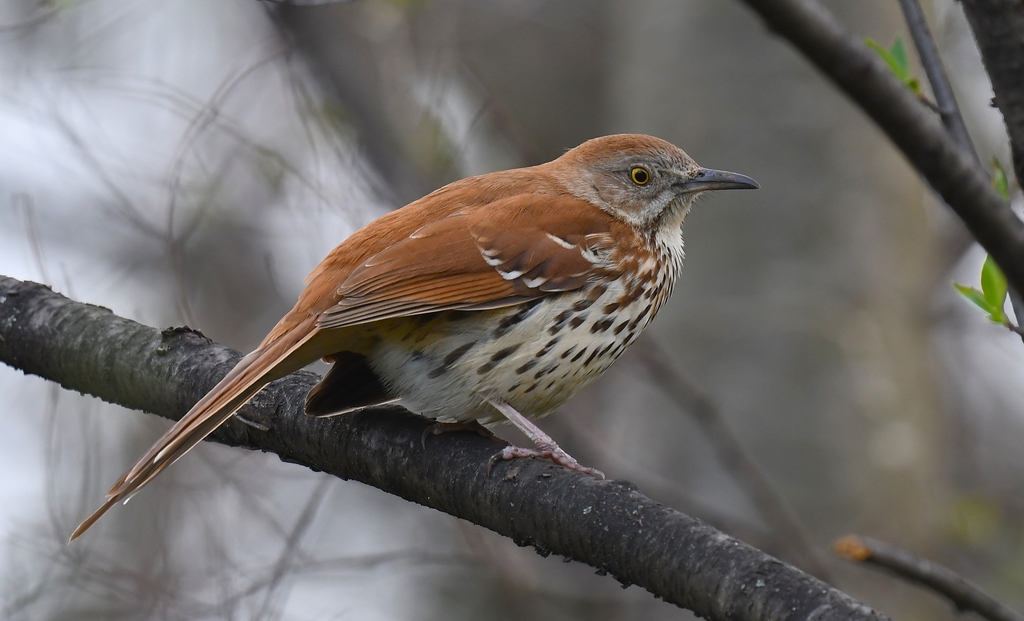 Toxostoma curvirostre oberholseri (Curve-billed Thrasher (Brownsville)), California species