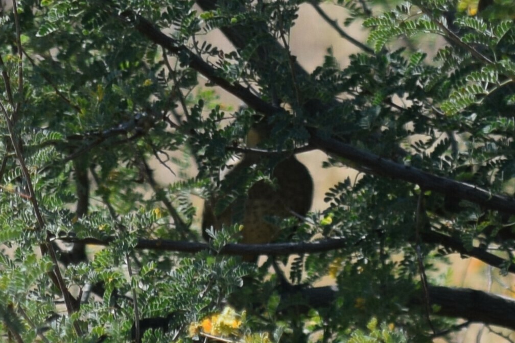 Toxostoma curvirostre palmeri (Curve-billed Thrasher (Palmer's)), California species