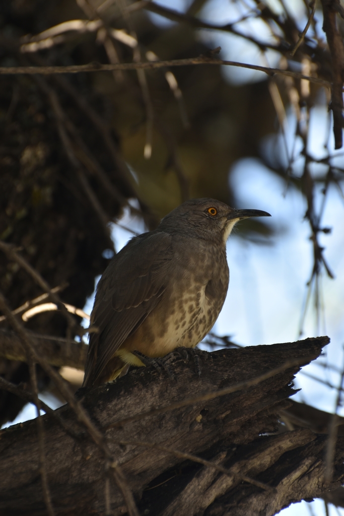Toxostoma curvirostre (Curve-billed Thrasher), California species