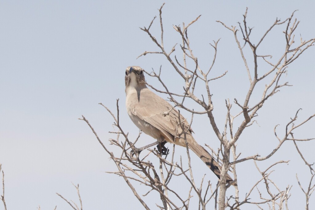Toxostoma lecontei (Le Conte's Thrasher), California species