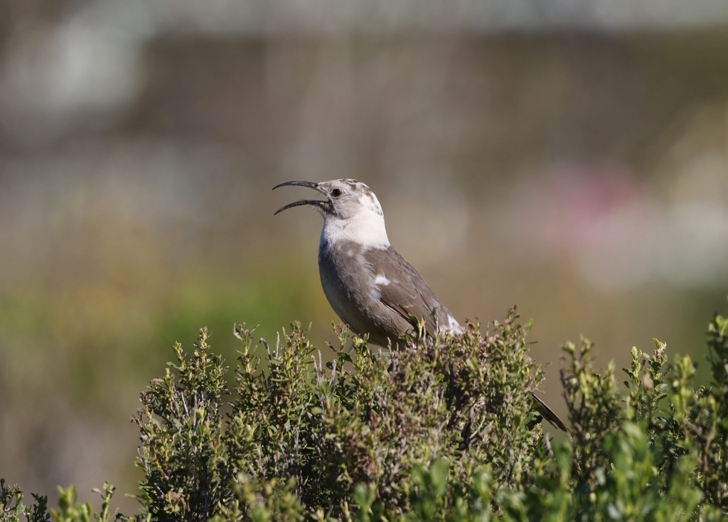 Toxostoma redivivum (California Thrasher), California species