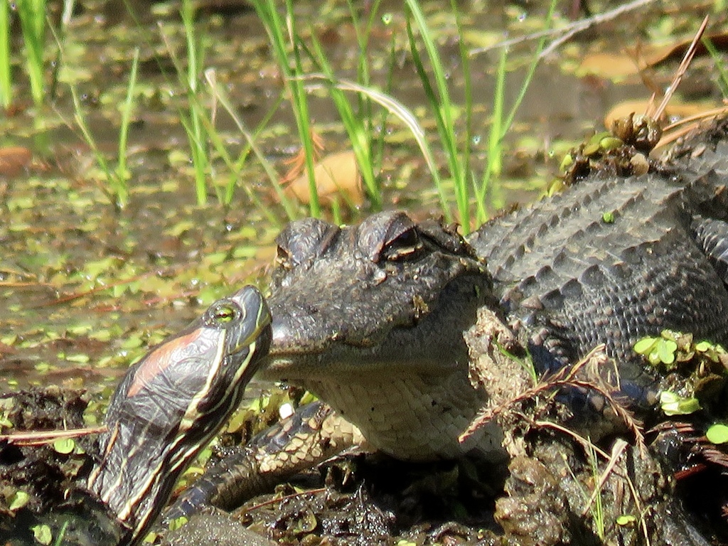 Trachemys scripta (Pond Slider), California species