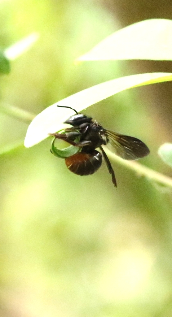 Trachusa gummifera (San Francisco Bay Area Leaf- Cutter Bee), California species