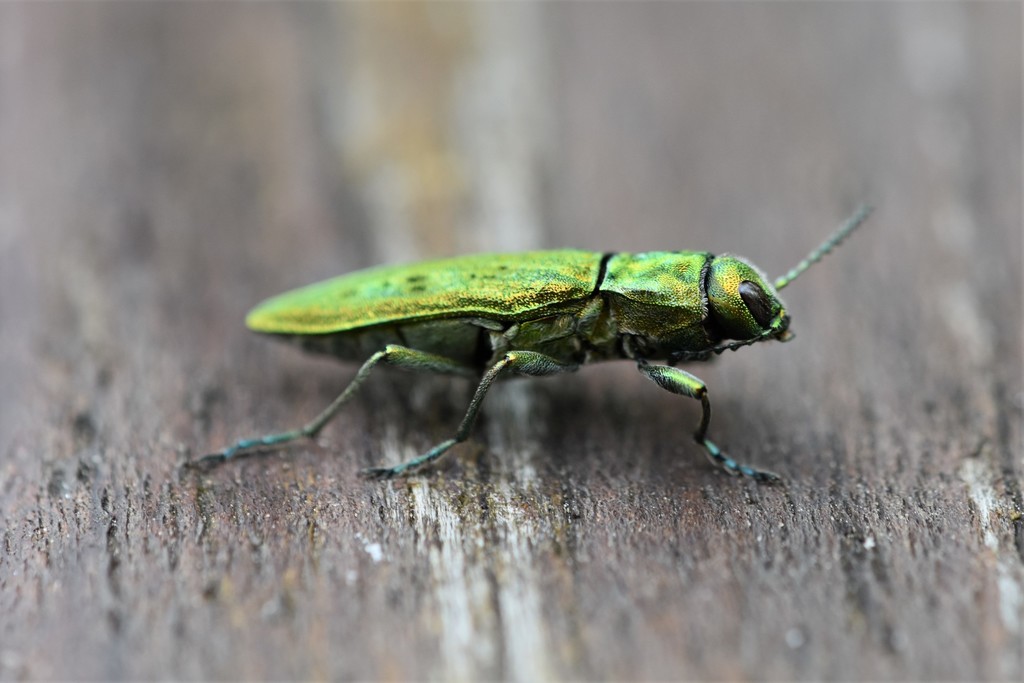 Trachykele hartmani (Serpentine Cypress Wood- Boring Beetle), California species