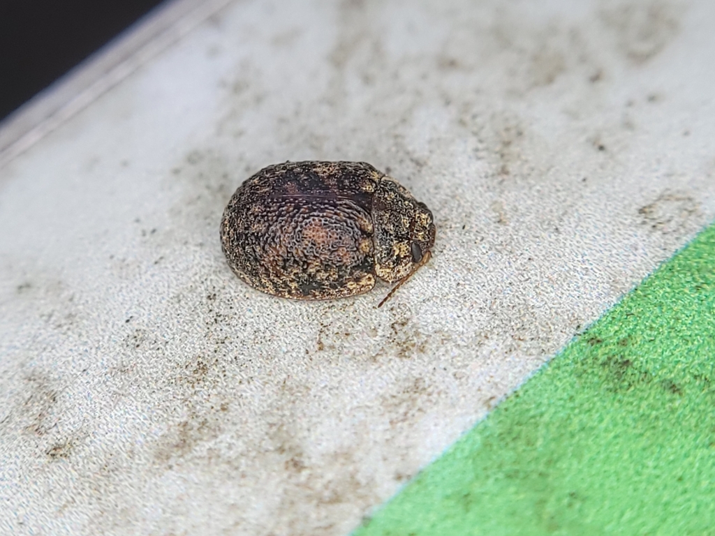Trachymela sloanei (Australian Tortoise Beetle), California species