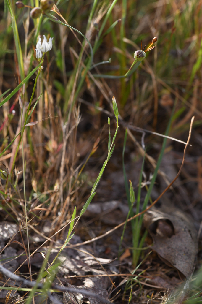 Tracyina rostrata (Beaked tracyina), native California herb