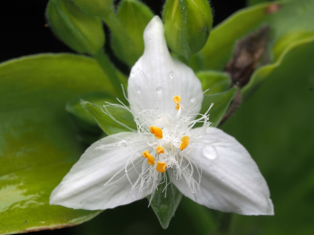 Tradescantia fluminensis (Small leaf spiderwort), non-native California herb