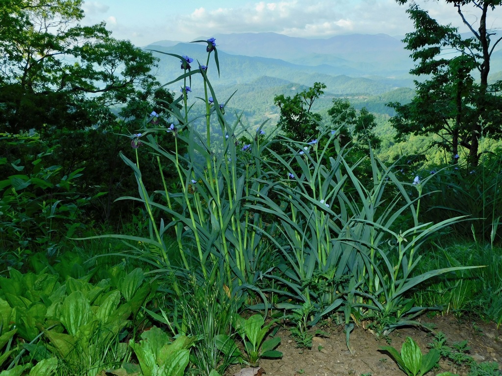 Tradescantia ohiensis (Bluejacket), non-native California herb