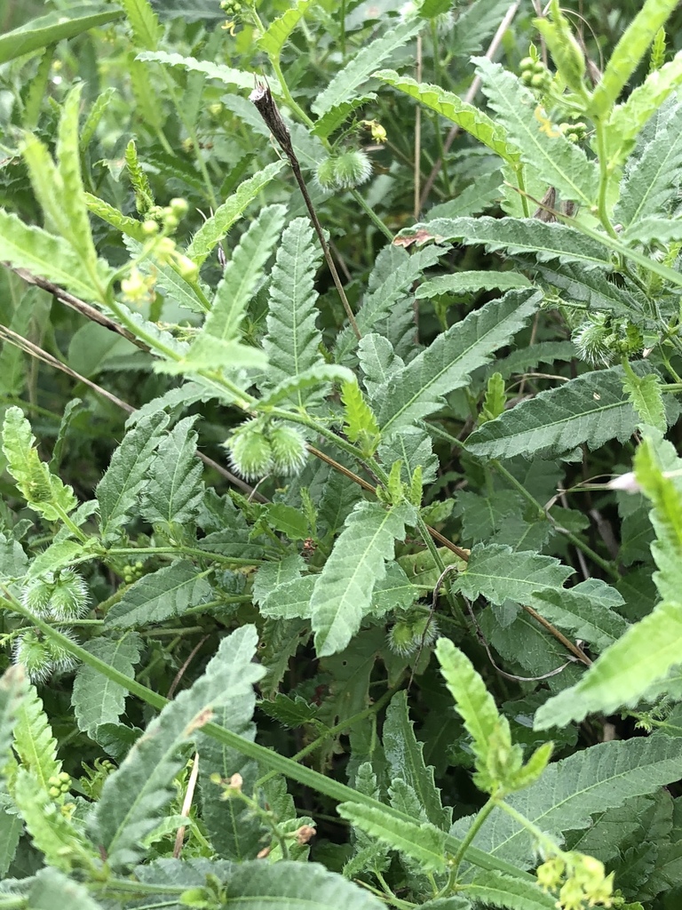 Tragia ramosa (Desert tragia), native California shrub