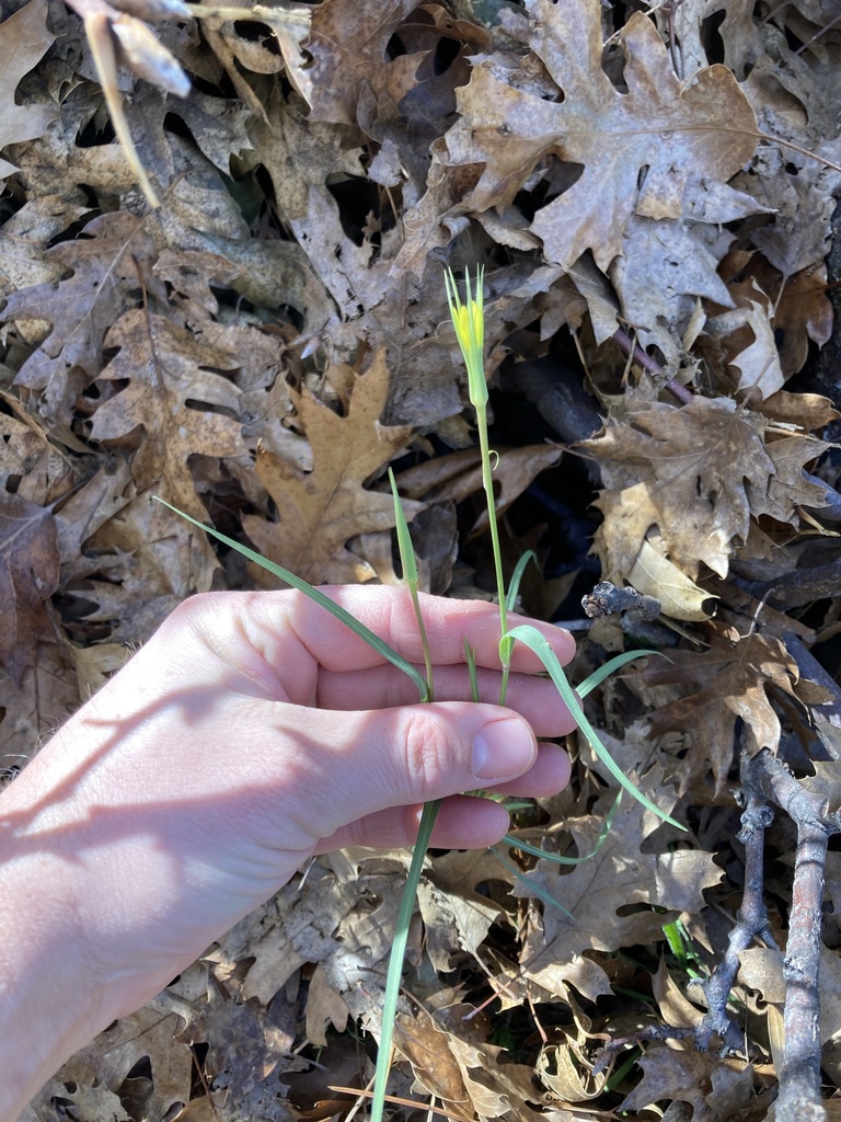 Tragopogon dubius (Yellow salsify), non-native California herb