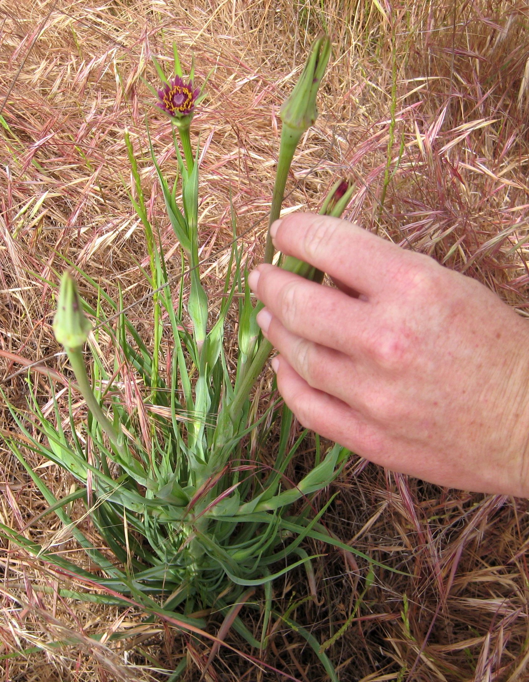 Tragopogon porrifolius (Salsify), non-native California herb