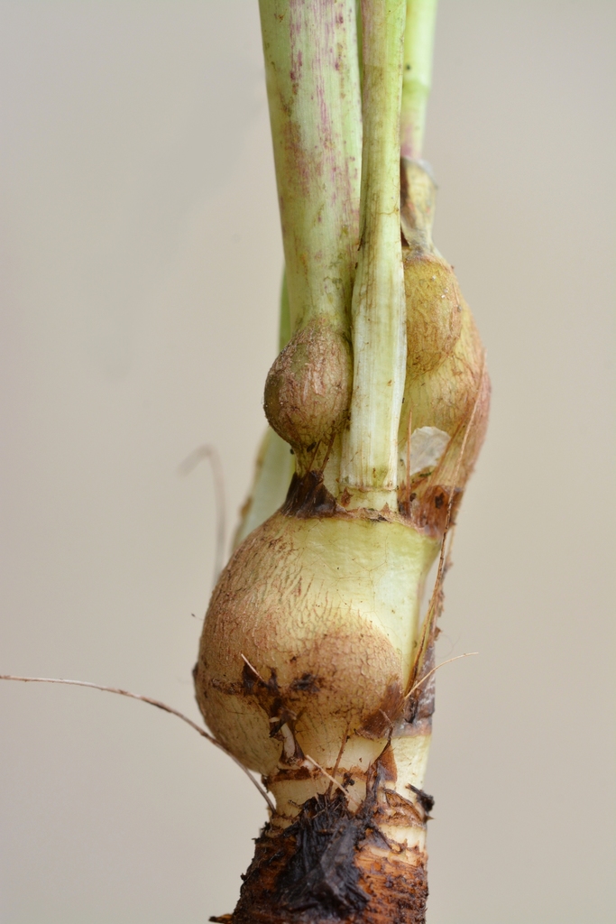 Tragopogon pratensis (Meadow salsify), non-native California herb