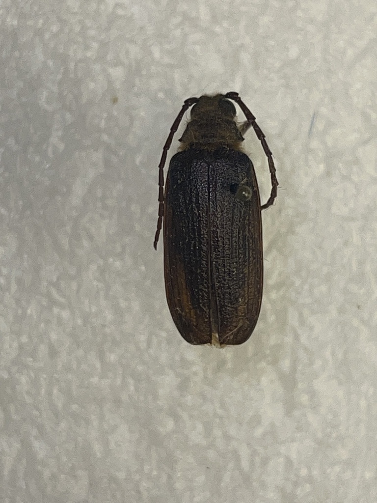 Tragosoma harrisii (Hairy Pine Borer), California species
