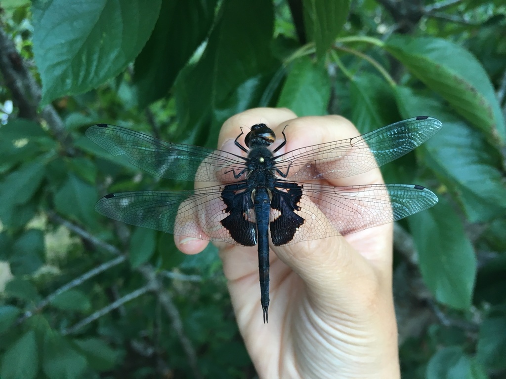Tramea lacerata (Black Saddlebags), California species