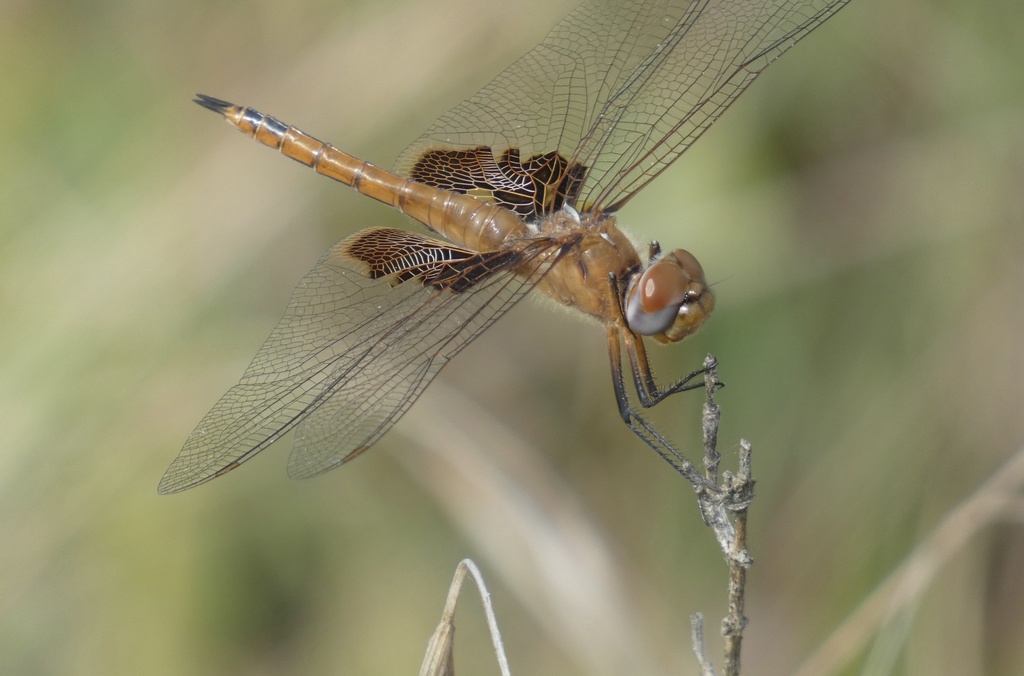 Tramea onusta (Red Saddlebags), California species