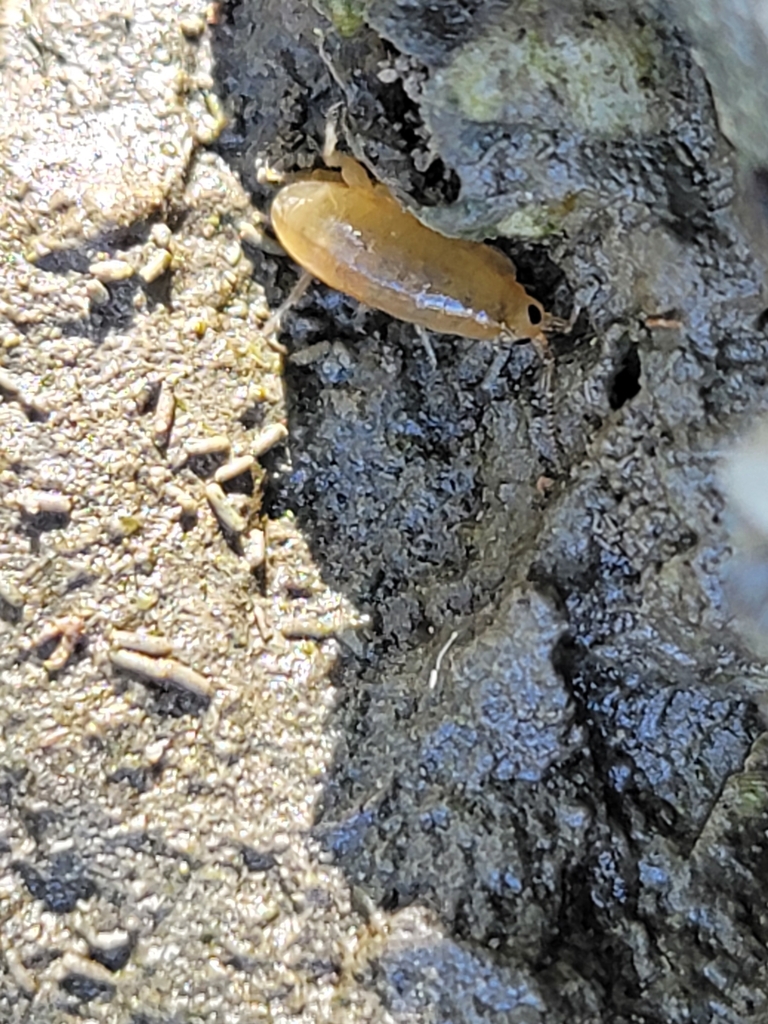 Traskorchestia traskiana (Pacific beach hopper), California species