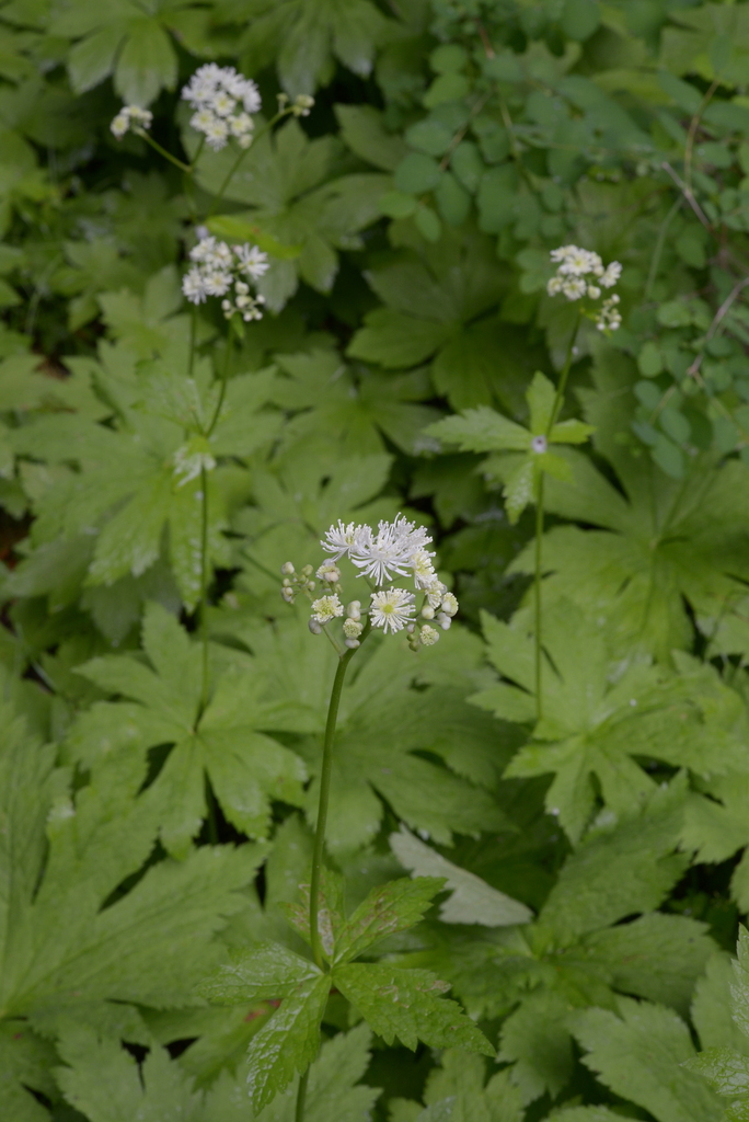 Trautvetteria caroliniensis (Carolina bugbane), native California herb