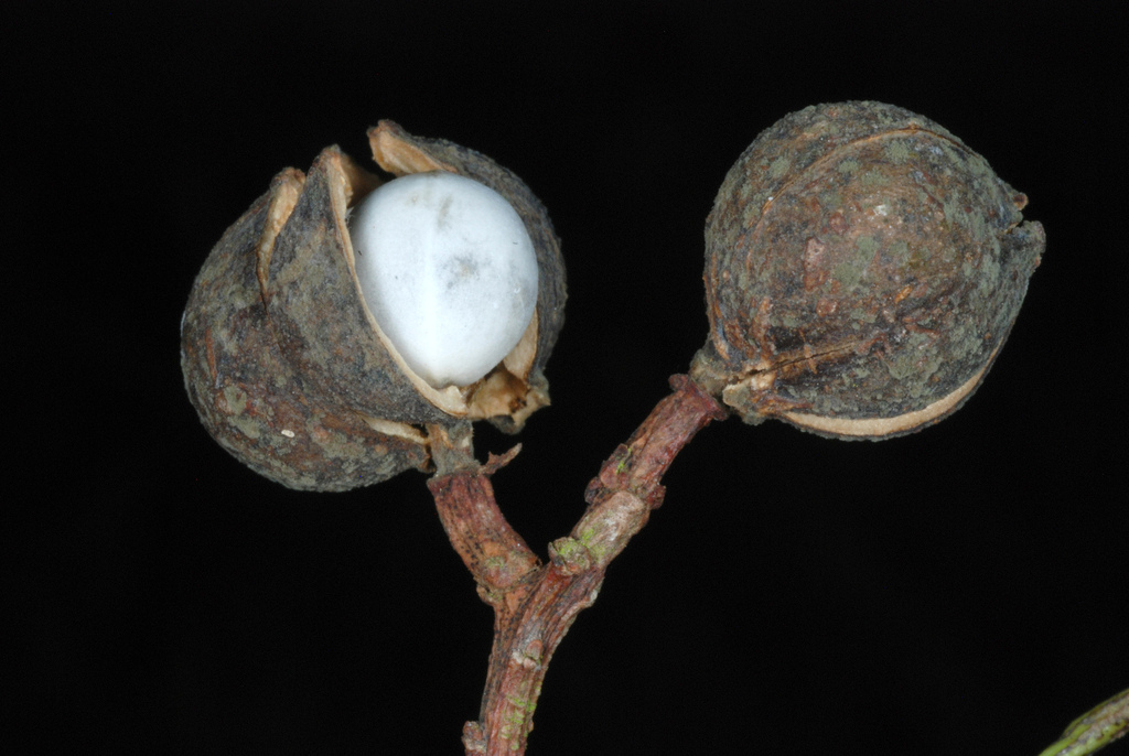 Triadica sebifera (Chinese tallowtree), non-native California tree
