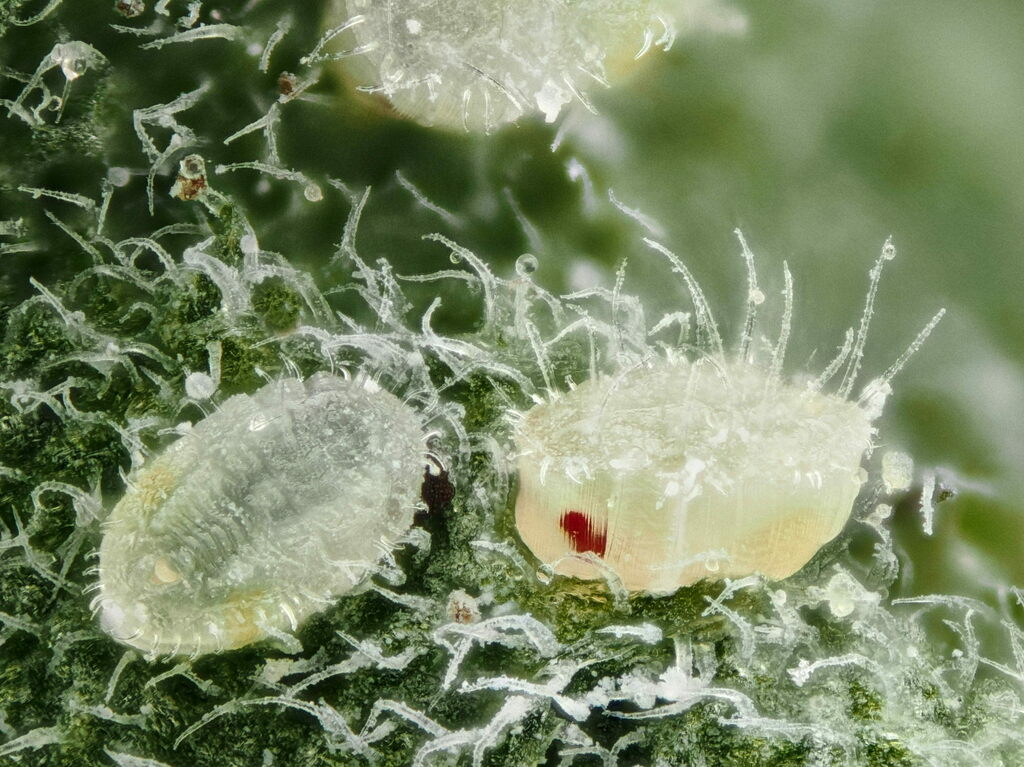 Trialeurodes vaporariorum (Greenhouse Whitefly), California species