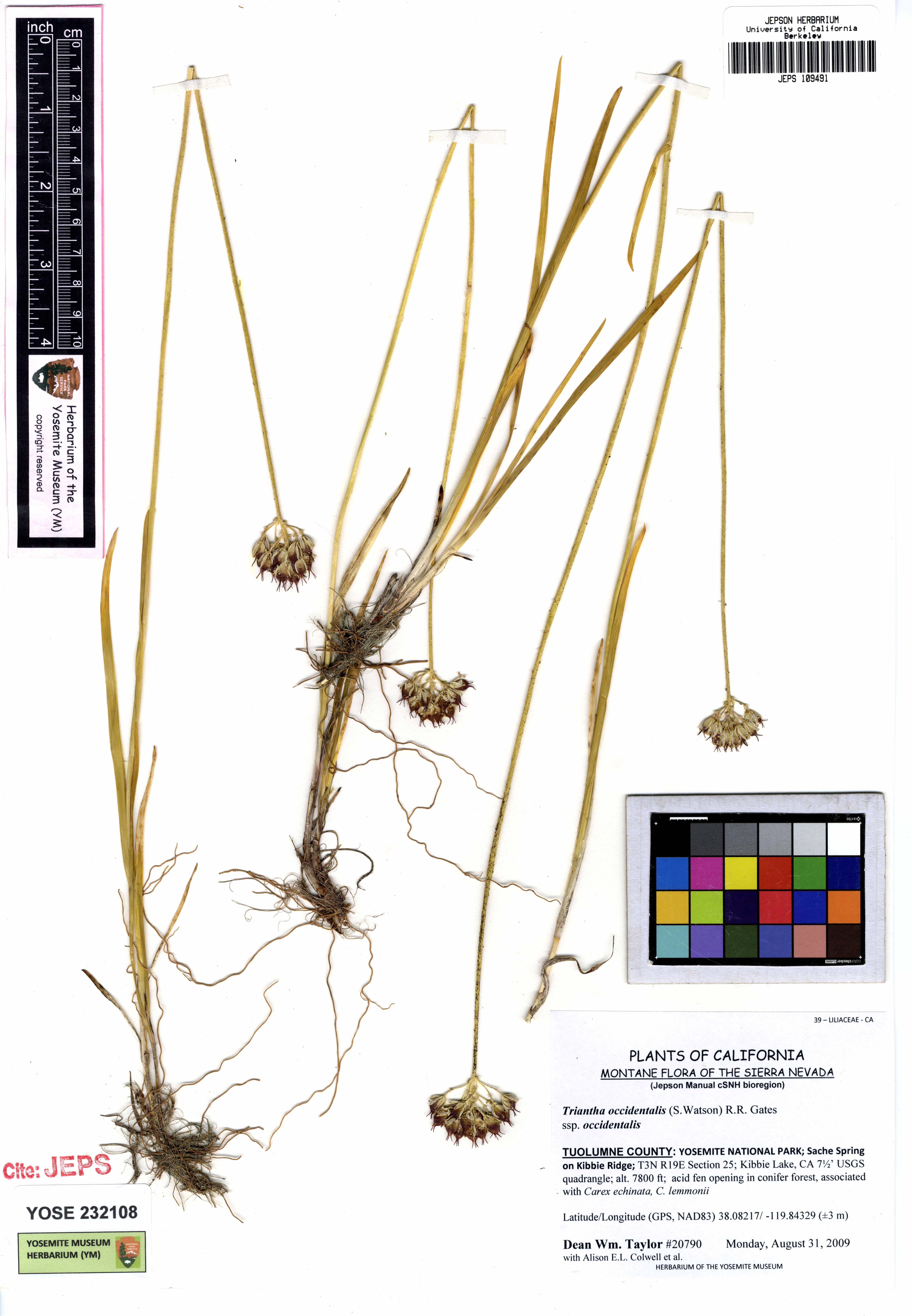 Triantha occidentalis subsp. occidentalis, native California herb
