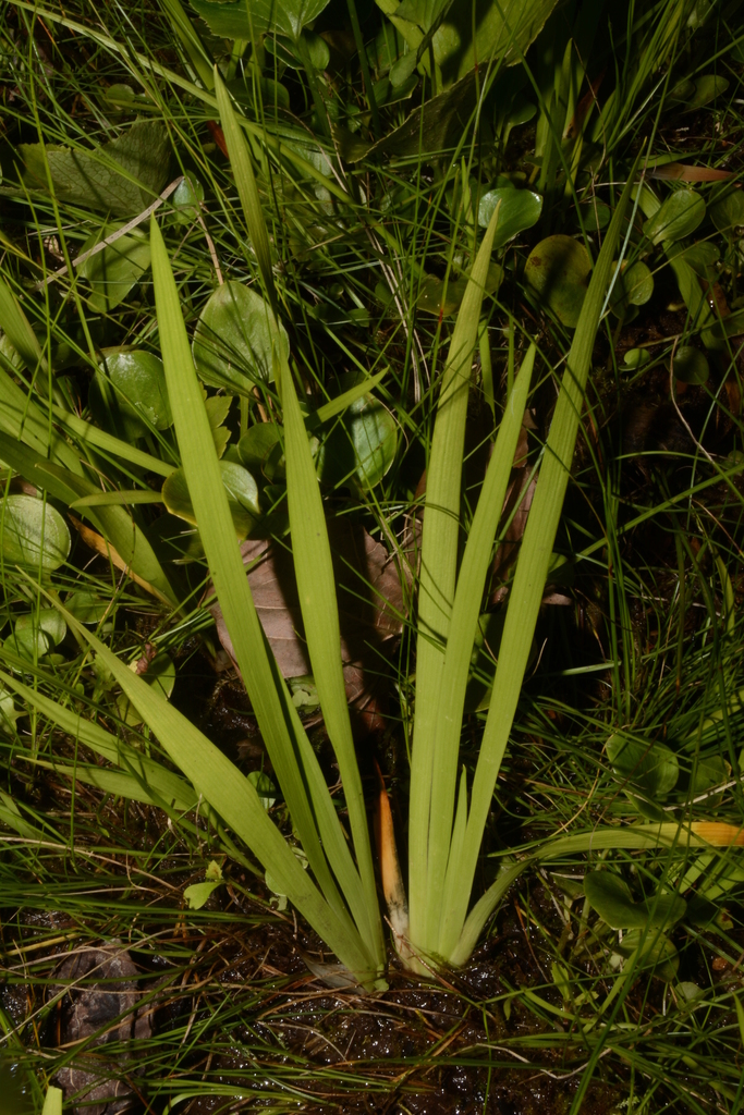 Triantha sp., native California perennial