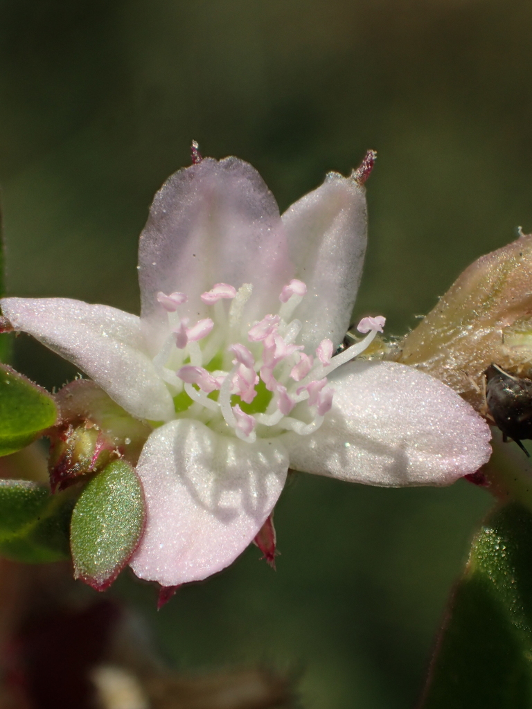 Trianthema portulacastrum (Desert horsepurslane), native California herb