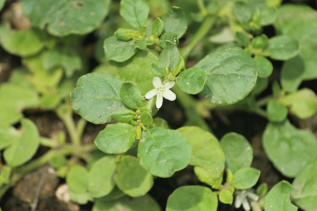 Trianthema sp. (Horse-purslane), native California perennial