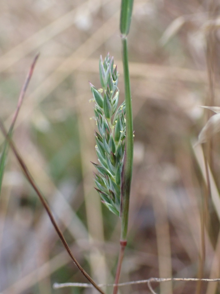 Tribolium obliterum (Capetown grass), California grass