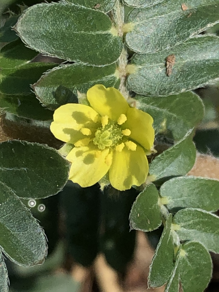 Tribulus terrestris (Puncture vine), non-native California herb