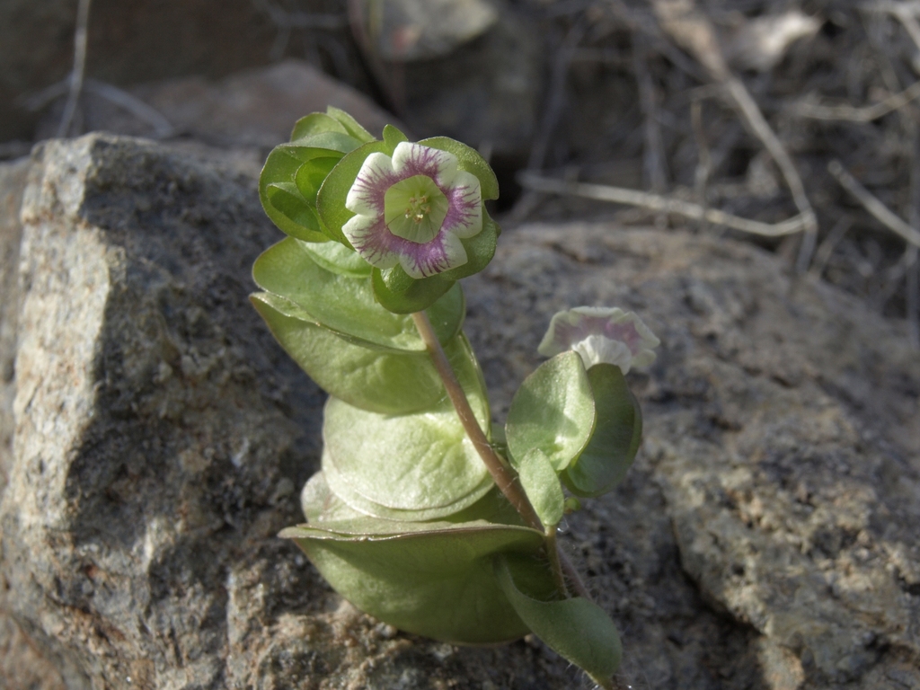 Tricardia sp., native California perennial