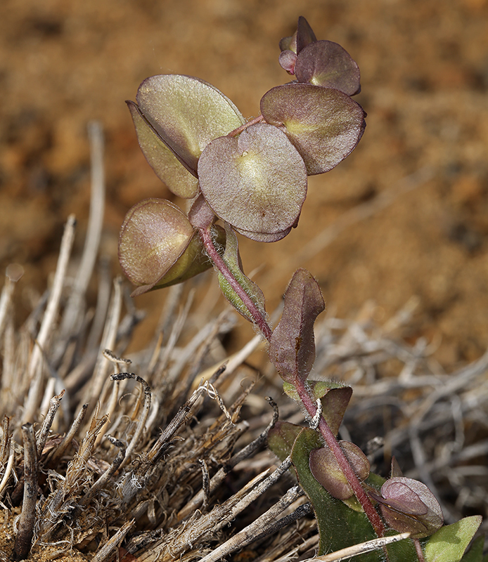 Tricardia watsonii (Three hearts), native California herb