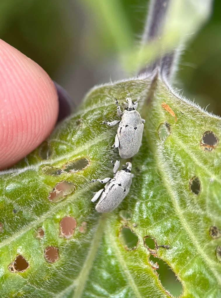 Trichobaris compacta (Datura Weevil), California species
