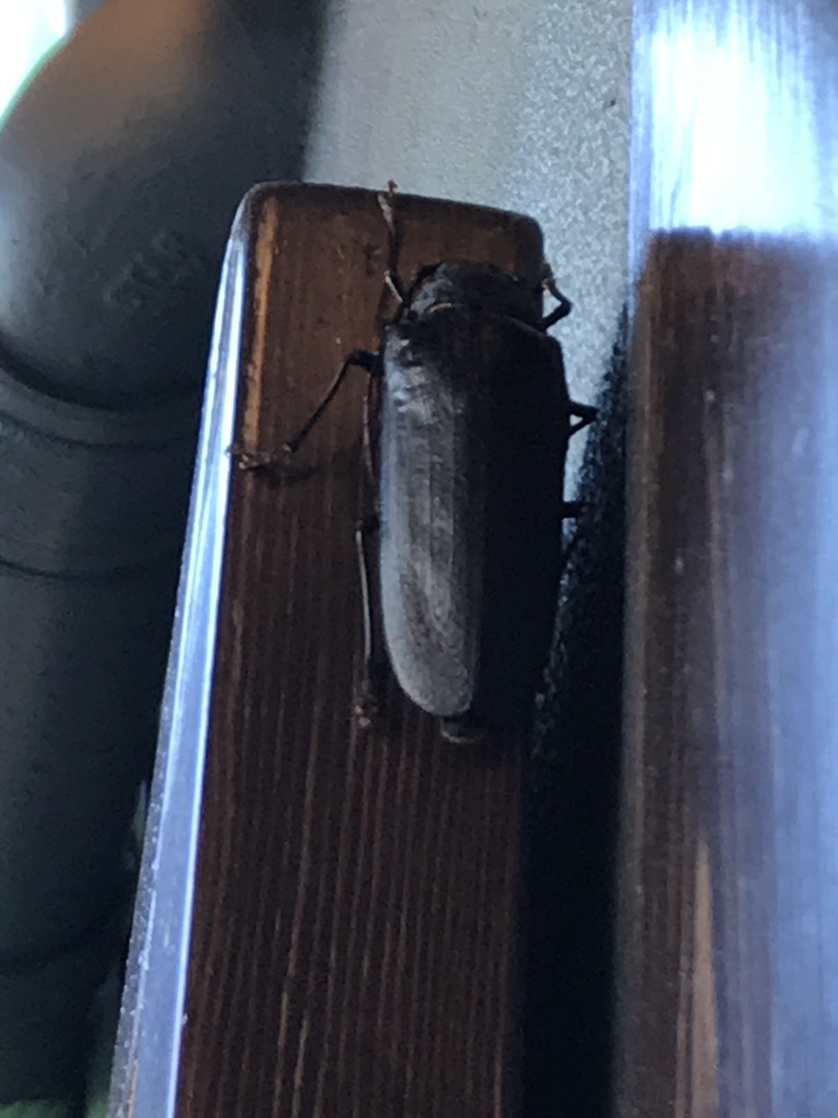 Trichocnemis spiculatus (Spined Woodborer), California species