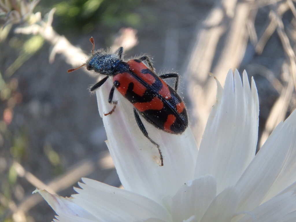 Trichodes ornatus (Ornate Checkered Beetle), California species