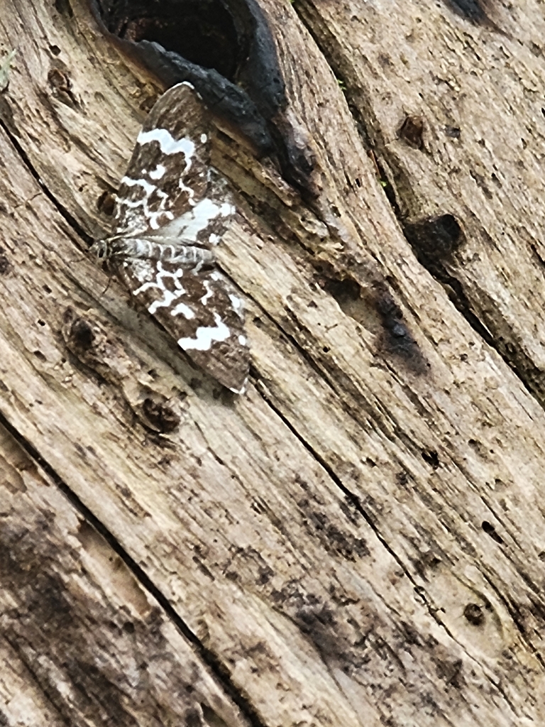 Trichodezia californiata, California species