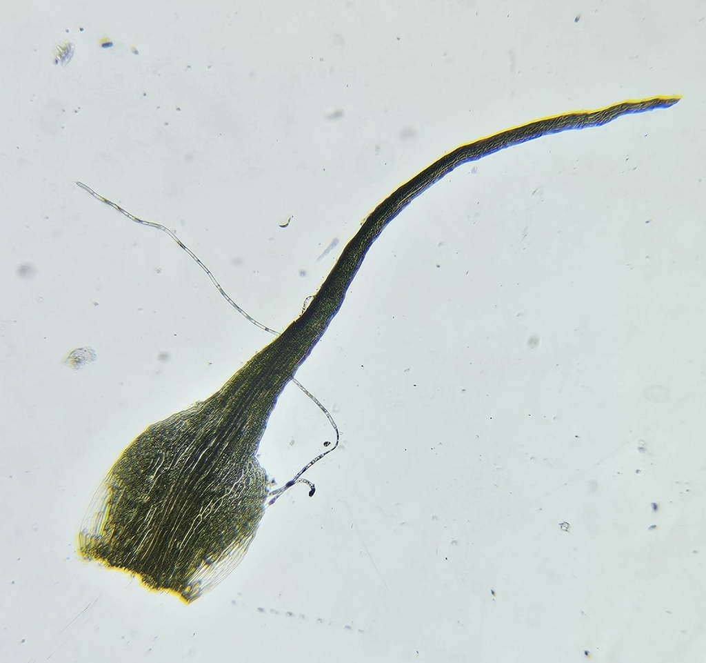 Trichodon cylindricus (cylindrical trichodon), California species