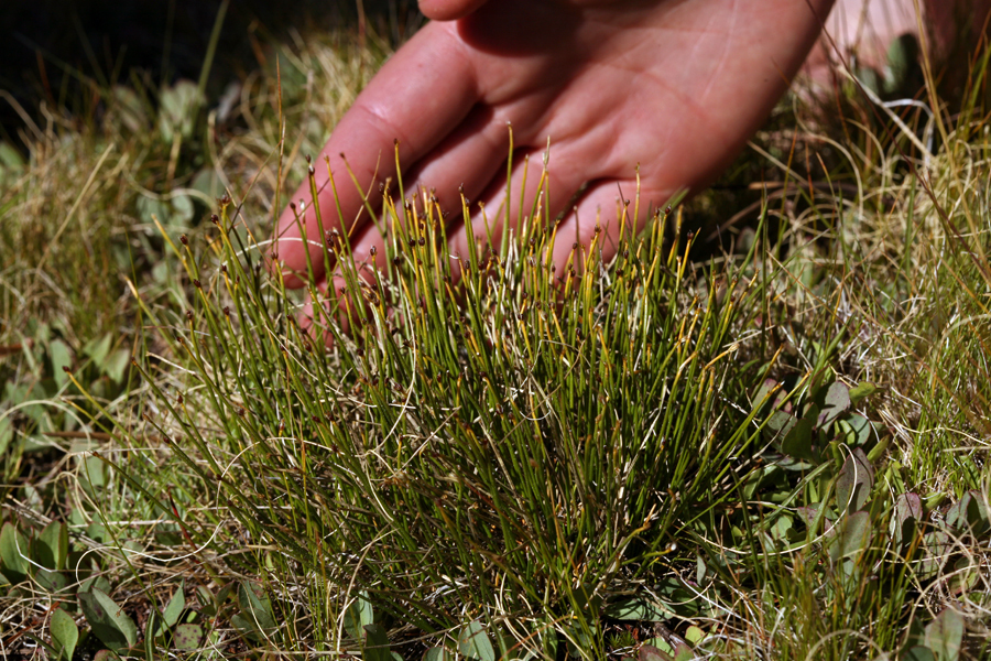 Trichophorum clementis (Yosemite bulrush), native California grass