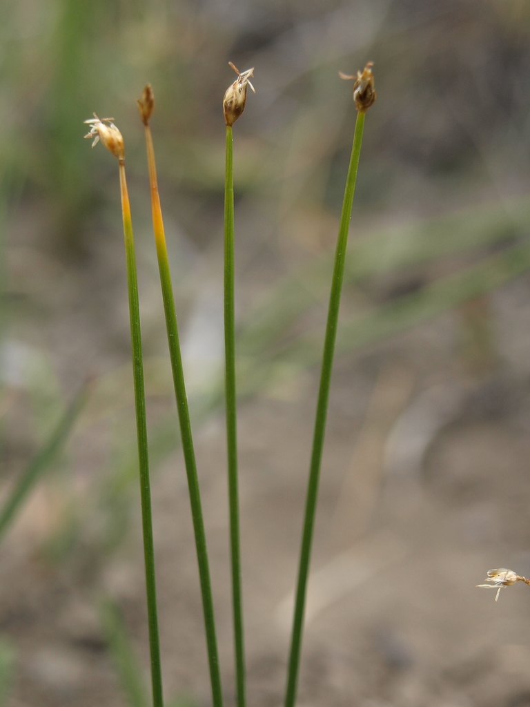 Trichophorum pumilum (Little bulrush), native California grass
