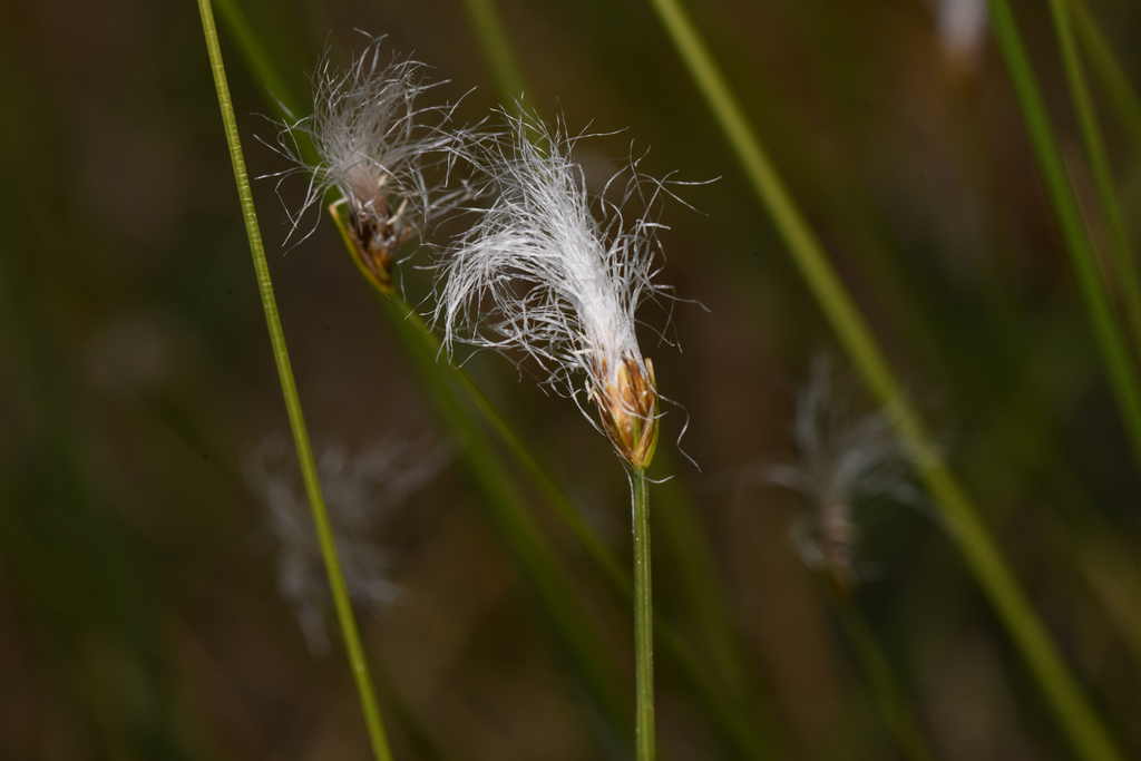 Trichophorum sp., native California perennial