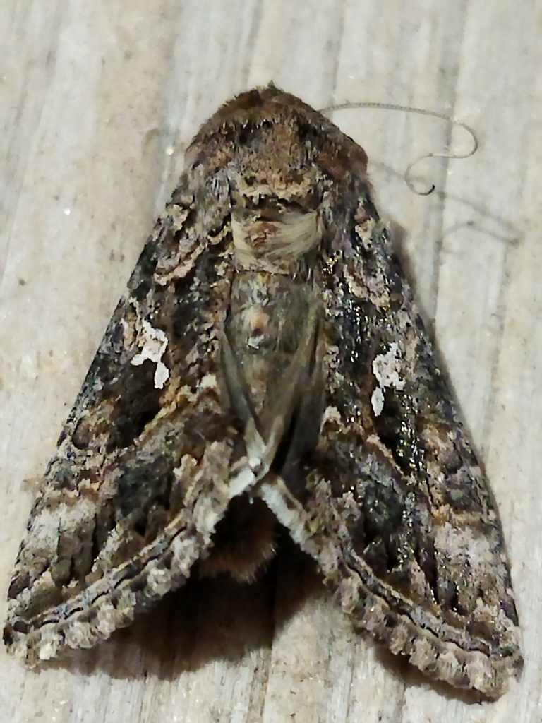 Trichoplusia ni (Cabbage Looper Moth), California species